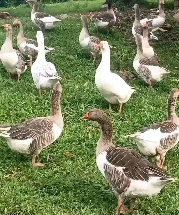 Mature goose